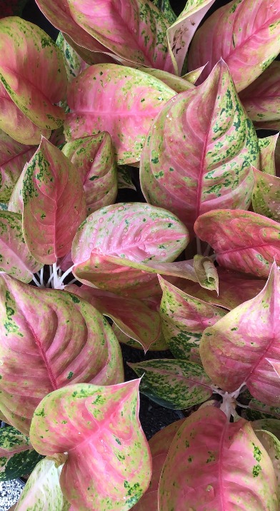 Aglaonema Aden (standard)