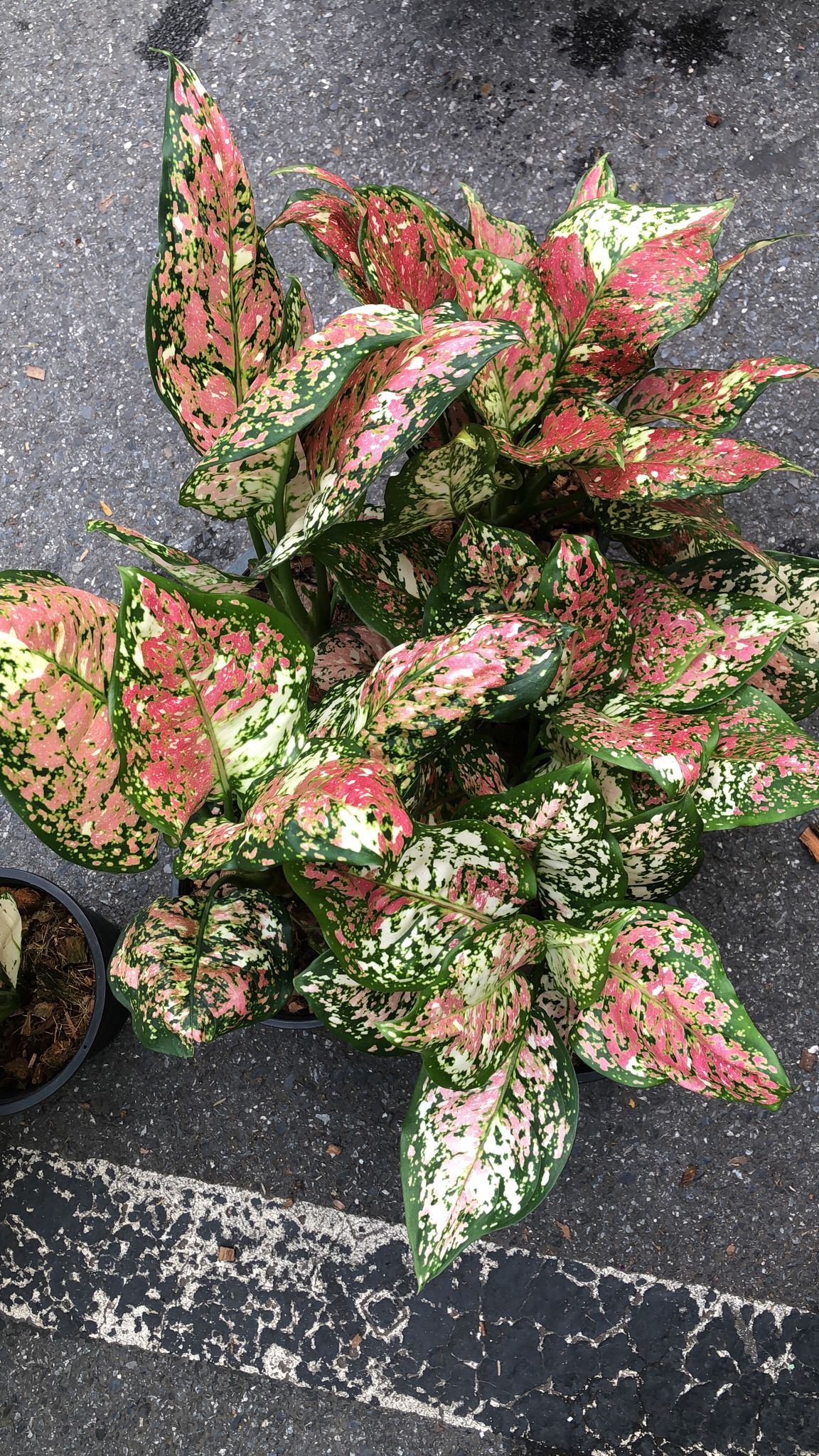 Aglaonema Anyamanee Tricolor