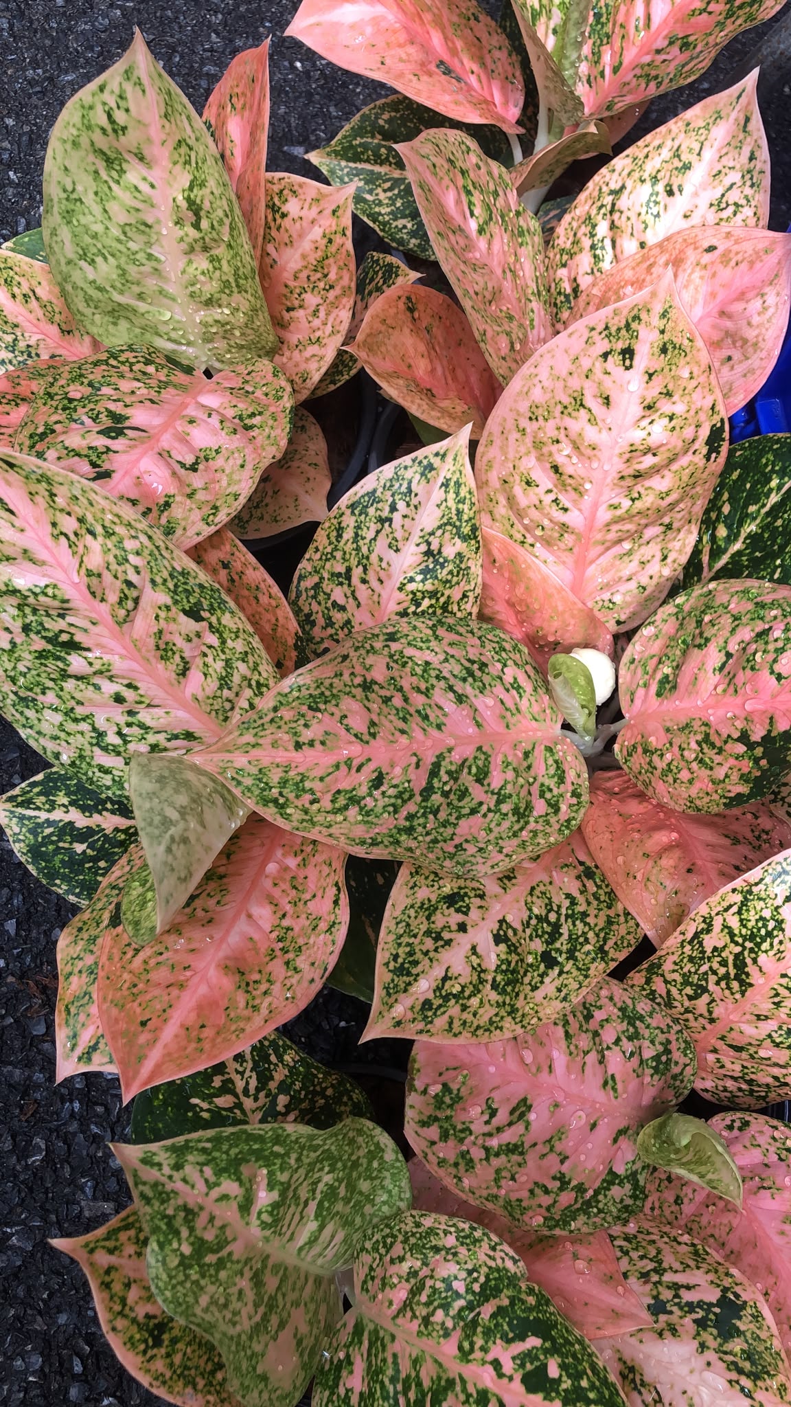 Aglaonema Orange Stardust