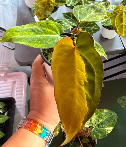 Anthurium (papi(var) X Besseael) X (red Velvet Cake X Zara )