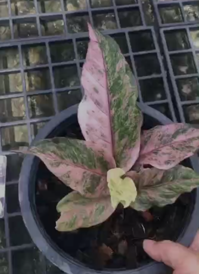 Anthurium Renaissance Pink