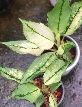 Aglaonema Cochin Hybrid