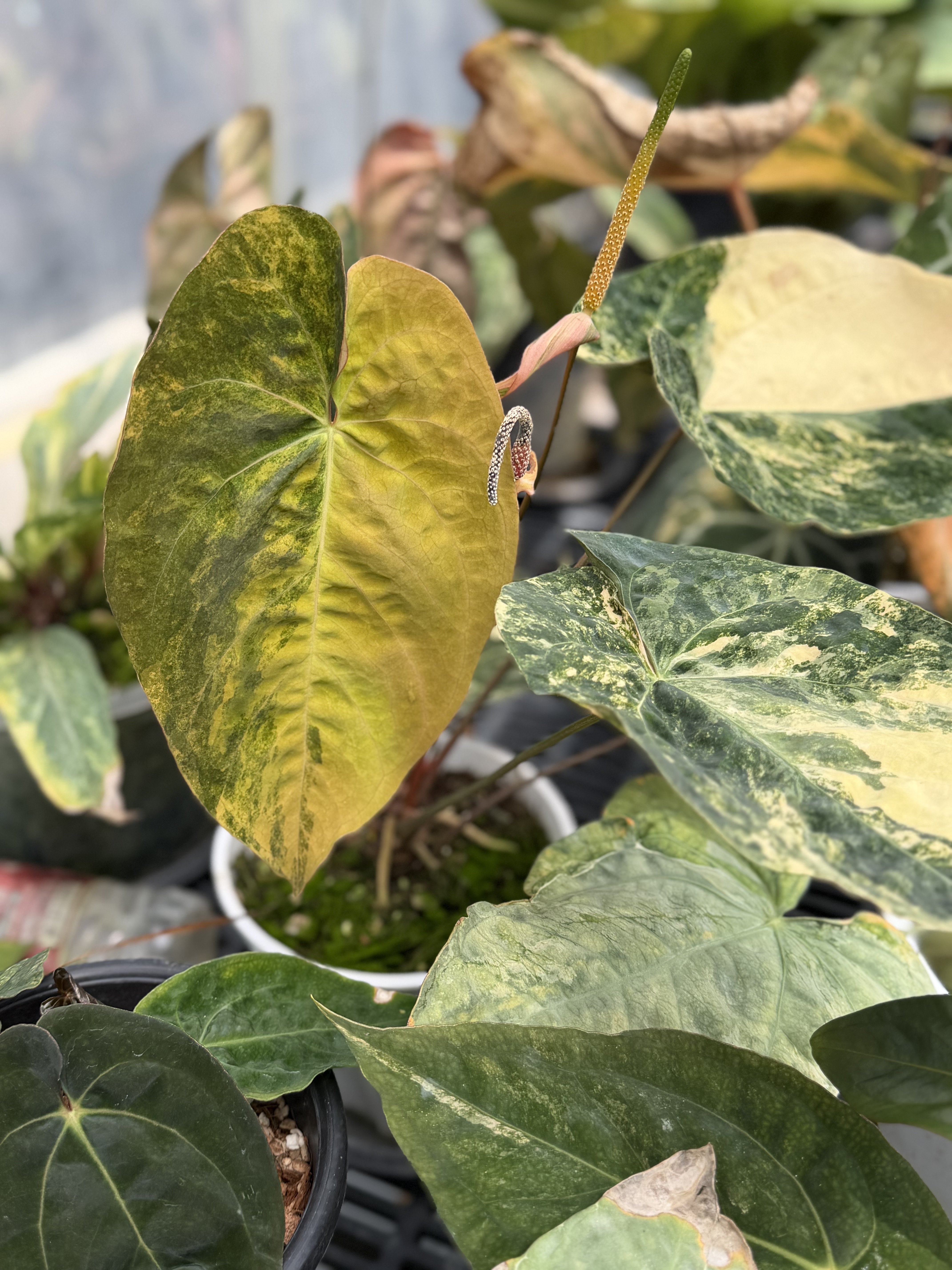 Anthurium Crystallinum